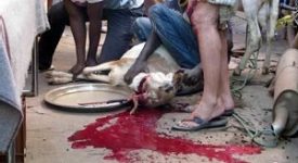 De Corato (FdI): Sala tutela gli animali concedendo l’ex Palatrussardi per la festa del sacrificio