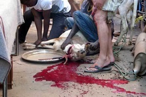 De Corato (FdI): Sala tutela gli animali concedendo l’ex Palatrussardi per la festa del sacrificio
