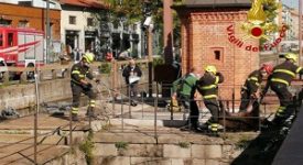 Cinghiali arrivano a Milano nuotando nel Naviglio