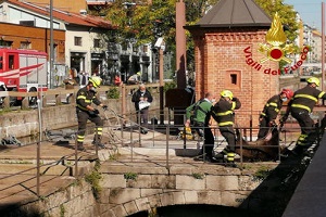 Cinghiali arrivano a Milano nuotando nel Naviglio