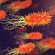 bacteria
