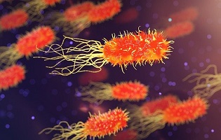 bacteria