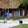 Partono i corsi per il Patentino cane speciale