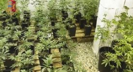 Scoperti 39mila euro e 380 piante di marijuana in casa di un albanese