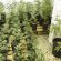 Scoperti 39mila euro e 380 piante di marijuana in casa di un albanese