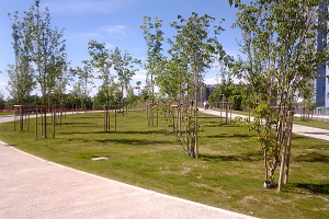 Superati i 500.000 alberi. In arrivo 114.000 piante nella Città metropolitana