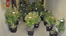 Sequestrata serra di marijuana e arrestate 19 persone per droga