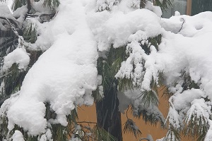 milano s'imbianca di neve
