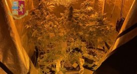 Scoperta serra di marijuana casalinga