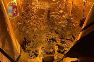 Scoperta serra di marijuana casalinga