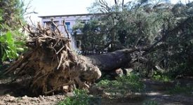 De Corato (FdI): dopo 5 anni Sala si accorge che il verde va manutenuto