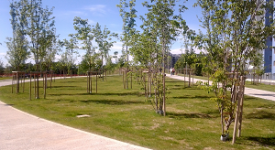 Approvate modifiche al Regolamento del verde