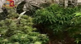 Scoperta serra di marijuana e arrestato spacciatore