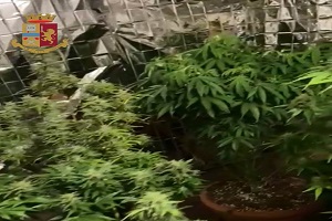 Scoperta serra di marijuana e arrestato spacciatore