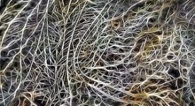 La corrente elettrica contribuisce a ripulire i neuroni