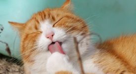 gatto