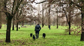 Oltre 70 cani addestrati dalla scuola del nucleo cinofili