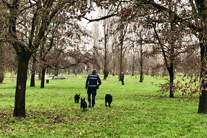 Oltre 70 cani addestrati dalla scuola del nucleo cinofili