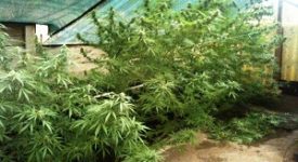 Otto arresti per traffico internazionale di droga