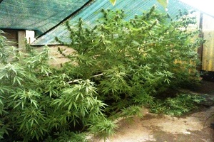 Otto arresti per traffico internazionale di droga