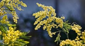 mimosa