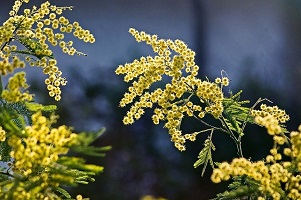 mimosa