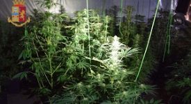 Scoperte 180 piantine di marijuana nel campo nomadi di via Vaiano Valle