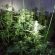Scoperte 180 piantine di marijuana nel campo nomadi di via Vaiano Valle
