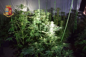 Scoperte 180 piantine di marijuana nel campo nomadi di via Vaiano Valle