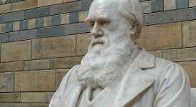darwin