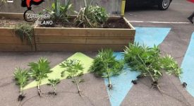 Piante di marijuana nelle fioriere di Piazza Tripoli