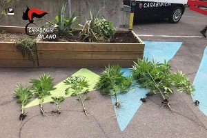 Piante di marijuana nelle fioriere di Piazza Tripoli