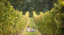Dolce Autunno fra i vigneti della provincia di Brescia alla scoperta di Franciacorta, Garda, Colli dei Longobardi e Valle