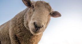 Nasce la filiera della lana di pecora