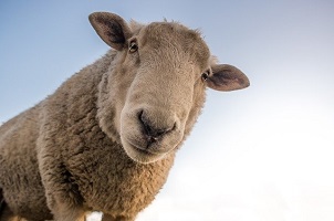 Nasce la filiera della lana di pecora