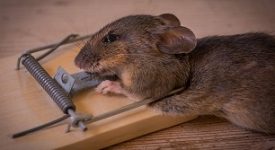 Lo sgombero a Casa Pound è stato una trappola