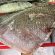 Polizia locale sequestra 120 kg di carne e pesce