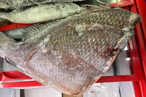 Polizia locale sequestra 120 kg di carne e pesce