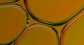 Al via una borsa di studio sulla filiera dell'olio industriale