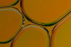 Al via una borsa di studio sulla filiera dell'olio industriale