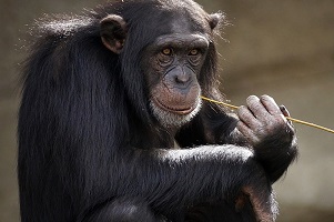 Vaiolo delle scimmie: per ora nessun caso in lombardia