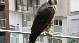 Salvato dalla Locale il falco pellegrino del Pirellone