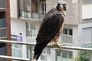 Salvato dalla Locale il falco pellegrino del Pirellone