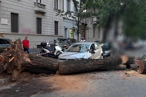 Decine di alberi caduti per il vento