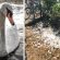 A Niguarda ucciso il cigno Brutus