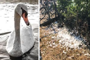 A Niguarda ucciso il cigno Brutus