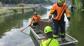 Una gabbia per catturare il cinghiale nuotatore