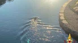 Un cinghiale nella Darsena
