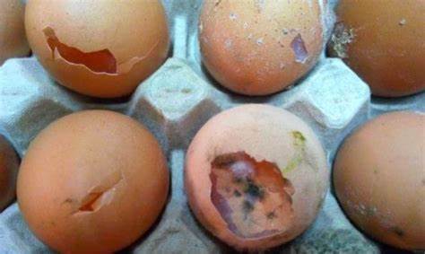 Intossicazione alimentare nella scuola di via Moscati